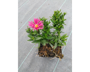 Aster dumosus ‘Jenny’