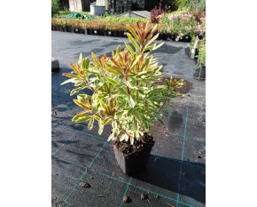 Euphorbia x martinii ‘Ascot Rainbow’