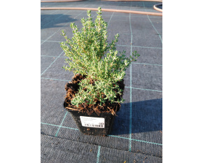 Thymus vulgaris ‘Compactus’
