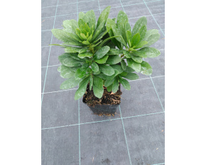 Euphorbia amygdaloides var. robbiae