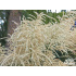 Aruncus dioicus