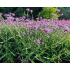 Verbena bonariensis ‘Lollipop’