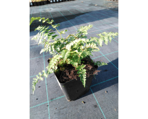 Athyrium niponicum ‘Pictum’