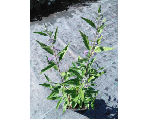 Caryopteris × clandonensis ‘Dark Knight’