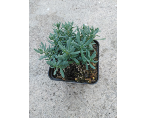 Aethionema grandiflorum