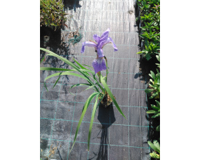 Iris sibirica ‘Blue King’