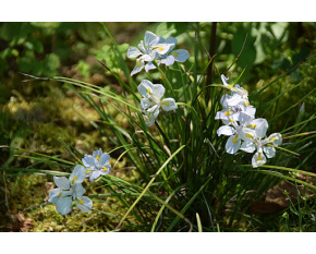 Iris henryi