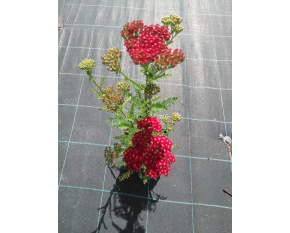 Achillea millefolium ‘Red Velvet’