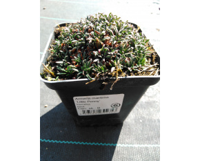 Armeria maritima ‘Little Penny’