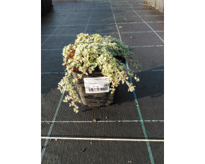 Thymus praecox v. pseudolanuginosus