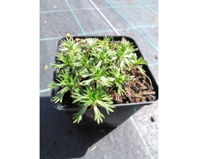 Azorella trifurcata
