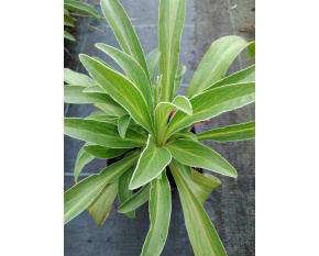 Primula frondosa