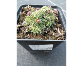 Saxifraga ‘Baldensis’