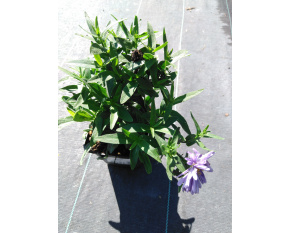 Aster novi-belgii ‘Marie Ballard’