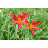 Hemerocallis ‘Sammy Russell’