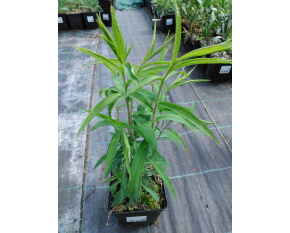 Solidago caesia