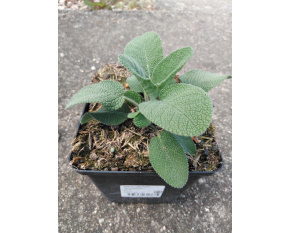 Salvia officinalis ‘Berggarten’