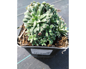 Saxifraga cochlearis ‘Major’