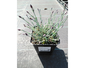 Dianthus ‘Whatfield Magenta’