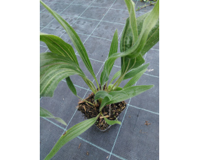Echinacea pallida