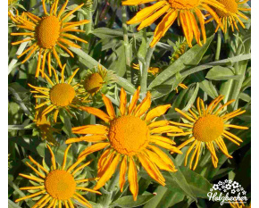 Helenium hoopesii