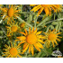Helenium hoopesii