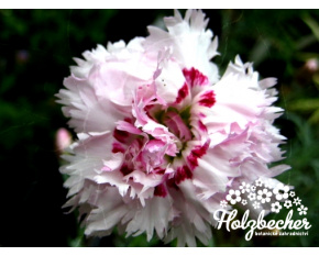 Dianthus ‘Ine’