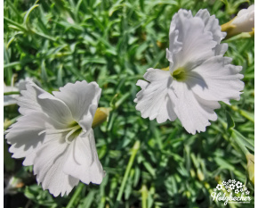 Dianthus ‘La Bourboule Albus’