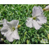 Dianthus ‘La Bourboule Albus’