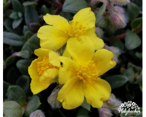 Helianthemum lunulatum