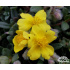 Helianthemum lunulatum