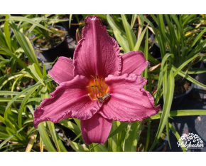 Hemerocallis ‘Summer Wine’