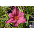 Hemerocallis ‘Summer Wine’