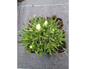 Delosperma basuticum ‘White Nugget’