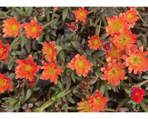 Delosperma ‘Kupferstern’