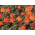 Delosperma ‘Kupferstern’