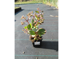 Sedum ‘Matrona’