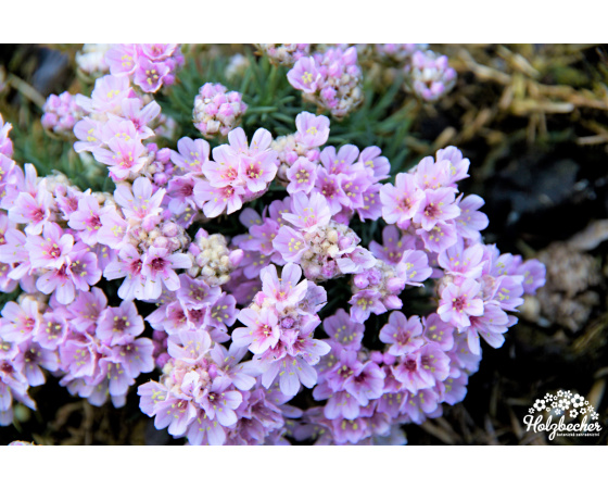 Armeria juniperifolia ‘Lelekovice’