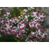 Aster lateriflorus ‘Prince’