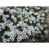 Arenaria obtusiloba