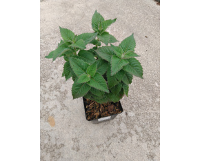 Monarda ‘Bee-Free’