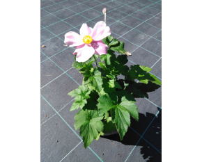 Anemone x hybrida ‘Loreley’ 