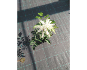 Astilbe x arendsii ‘Brautschleier’
