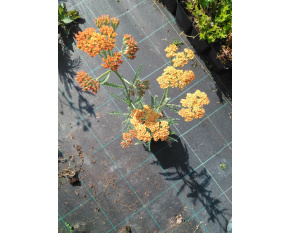 Achillea millefolium ‘Terracotta’