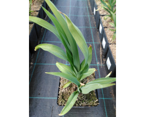 Hemerocallis ‘Frans Hals’