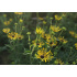 Rudbeckia subtomentosa ‘Henry Eilers’