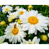 Leucanthemum max. ‘Sweet Daisy Christine’