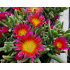 Delosperma ‘Wheels of Wonder Salmon Pink’