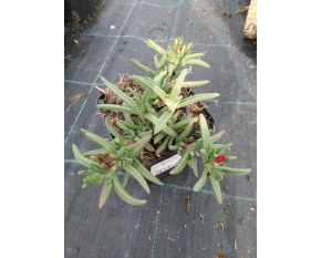 Delosperma ‘Wheels of Wonder Salmon Pink’