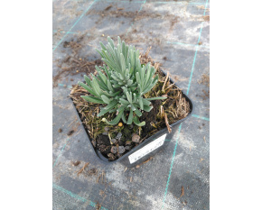 Lavandula angustifolia ‘Rosea’